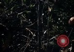 Image of United States Marines in Vietnam Vietnam, 1966, second 48 stock footage video 65675031454