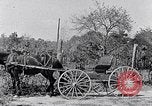Standbild Negro Kinder South Carolina United States USA, 1936, aus Sekunde 51 historischem Filmmaterial Videoclip 65675031558