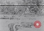 Standbild Ackerland South Carolina United States USA, 1936, aus Sekunde 1 historischem Filmmaterial Videoclip 65675031561