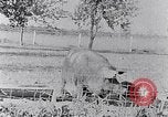 Standbild Ackerland South Carolina United States USA, 1936, aus Sekunde 6 historischem Filmmaterial Videoclip 65675031561