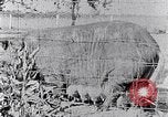 Standbild Ackerland South Carolina United States USA, 1936, aus Sekunde 26 historischem Filmmaterial Videoclip 65675031561