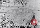 Standbild Ackerland South Carolina United States USA, 1936, aus Sekunde 28 historischem Filmmaterial Videoclip 65675031561