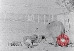 Standbild Ackerland South Carolina United States USA, 1936, aus Sekunde 43 historischem Filmmaterial Videoclip 65675031561