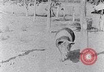 Standbild Ackerland South Carolina United States USA, 1936, aus Sekunde 49 historischem Filmmaterial Videoclip 65675031561