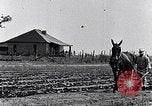 Immagine di Mulo tracciata aratro South Carolina United States USA, 1936, secondo 12 filmato di repertorio 65675031579