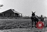 Immagine di Mulo tracciata aratro South Carolina United States USA, 1936, secondo 13 filmato di repertorio 65675031579