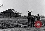 Immagine di Mulo tracciata aratro South Carolina United States USA, 1936, secondo 14 filmato di repertorio 65675031579