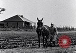 Immagine di Mulo tracciata aratro South Carolina United States USA, 1936, secondo 16 filmato di repertorio 65675031579