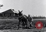Immagine di Mulo tracciata aratro South Carolina United States USA, 1936, secondo 17 filmato di repertorio 65675031579