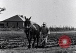 Immagine di Mulo tracciata aratro South Carolina United States USA, 1936, secondo 18 filmato di repertorio 65675031579