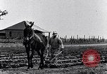 Immagine di Mulo tracciata aratro South Carolina United States USA, 1936, secondo 19 filmato di repertorio 65675031579