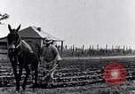 Immagine di Mulo tracciata aratro South Carolina United States USA, 1936, secondo 21 filmato di repertorio 65675031579