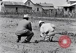 Immagine di Mulo tracciata aratro South Carolina United States USA, 1936, secondo 30 filmato di repertorio 65675031579