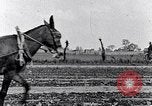 Immagine di Mulo tracciata aratro South Carolina United States USA, 1936, secondo 32 filmato di repertorio 65675031579
