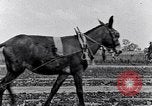 Immagine di Mulo tracciata aratro South Carolina United States USA, 1936, secondo 33 filmato di repertorio 65675031579