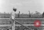 Immagine di Mulo tracciata aratro South Carolina United States USA, 1936, secondo 36 filmato di repertorio 65675031579