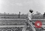 Immagine di Mulo tracciata aratro South Carolina United States USA, 1936, secondo 37 filmato di repertorio 65675031579