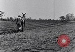 Immagine di Mulo tracciata aratro South Carolina United States USA, 1936, secondo 39 filmato di repertorio 65675031579
