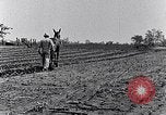 Immagine di Mulo tracciata aratro South Carolina United States USA, 1936, secondo 40 filmato di repertorio 65675031579