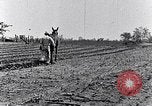 Immagine di Mulo tracciata aratro South Carolina United States USA, 1936, secondo 41 filmato di repertorio 65675031579