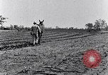 Immagine di Mulo tracciata aratro South Carolina United States USA, 1936, secondo 42 filmato di repertorio 65675031579