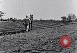 Immagine di Mulo tracciata aratro South Carolina United States USA, 1936, secondo 43 filmato di repertorio 65675031579
