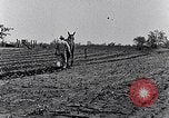 Immagine di Mulo tracciata aratro South Carolina United States USA, 1936, secondo 44 filmato di repertorio 65675031579