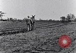 Immagine di Mulo tracciata aratro South Carolina United States USA, 1936, secondo 45 filmato di repertorio 65675031579