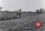 Immagine di Mulo tracciata aratro South Carolina United States USA, 1936, secondo 46 filmato di repertorio 65675031579