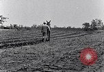 Immagine di Mulo tracciata aratro South Carolina United States USA, 1936, secondo 47 filmato di repertorio 65675031579