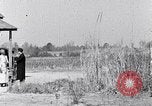 Image Negro personnes South Carolina United States USA, 1936, de la seconde 41 séquences d'archives historiques vidéo 65675031582