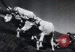 Standbild landwirtschaftlichen Praktiken Steiermark Österreich, 1944, aus Sekunde 30 historischem Filmmaterial Videoclip 65675031597