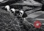 Standbild landwirtschaftlichen Praktiken Steiermark Österreich, 1944, aus Sekunde 37 historischem Filmmaterial Videoclip 65675031597