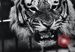 Image of German Circus during World War 2 Germany, 1944, second 4 stock footage video 65675031599