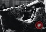 Image of German Circus during World War 2 Germany, 1944, second 12 stock footage video 65675031599