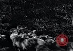 Image of farmland United States USA, 1928, second 52 stock footage video 65675031731