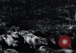 Image of farmland United States USA, 1928, second 54 stock footage video 65675031731