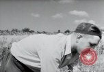 Image of German farmers harvesting oats Wiesbaden Germany, 1954, second 13 stock footage video 65675031781