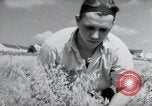 Image of German farmers harvesting oats Wiesbaden Germany, 1954, second 19 stock footage video 65675031781