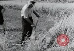 Image of German farmers harvesting oats Wiesbaden Germany, 1954, second 21 stock footage video 65675031781