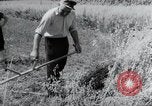 Image of German farmers harvesting oats Wiesbaden Germany, 1954, second 22 stock footage video 65675031781