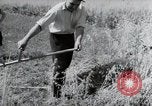 Image of German farmers harvesting oats Wiesbaden Germany, 1954, second 24 stock footage video 65675031781