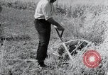 Image of German farmers harvesting oats Wiesbaden Germany, 1954, second 25 stock footage video 65675031781