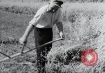 Image of German farmers harvesting oats Wiesbaden Germany, 1954, second 26 stock footage video 65675031781