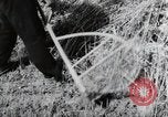 Image of German farmers harvesting oats Wiesbaden Germany, 1954, second 29 stock footage video 65675031781