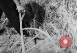 Image of German farmers harvesting oats Wiesbaden Germany, 1954, second 33 stock footage video 65675031781