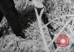 Image of German farmers harvesting oats Wiesbaden Germany, 1954, second 37 stock footage video 65675031781