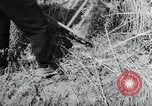 Image of German farmers harvesting oats Wiesbaden Germany, 1954, second 38 stock footage video 65675031781