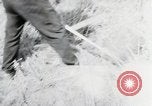 Image of German farmers harvesting oats Wiesbaden Germany, 1954, second 40 stock footage video 65675031781