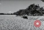 Image of German farmers harvesting oats Wiesbaden Germany, 1954, second 58 stock footage video 65675031781